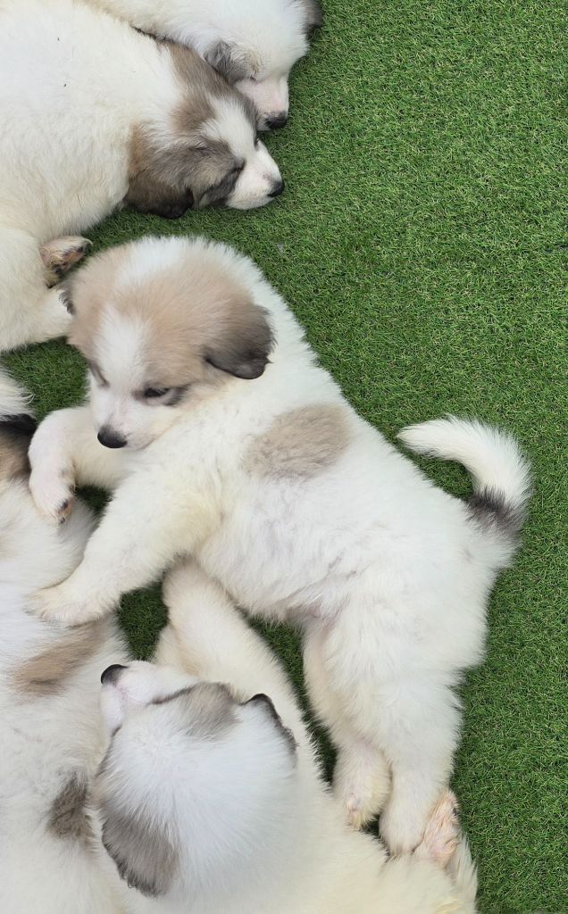 chiot Chien de Montagne des Pyrenees de la Vallée des Chtis Patou