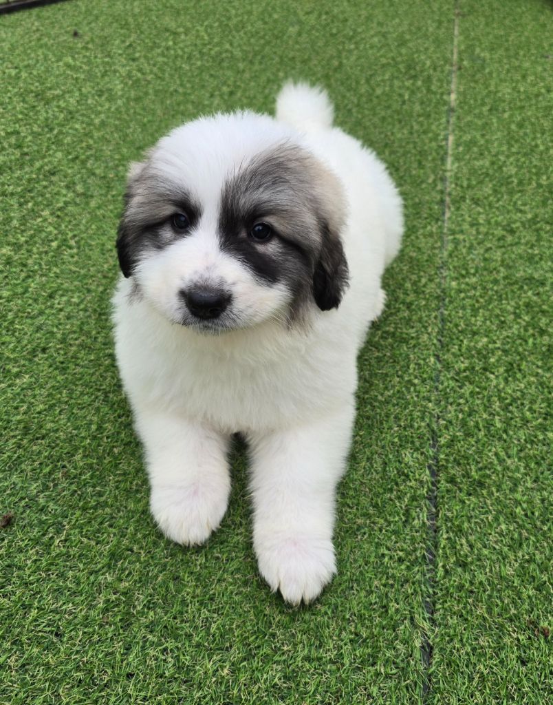 de la Vallée des Chtis Patou - Chiot disponible  - Chien de Montagne des Pyrenees