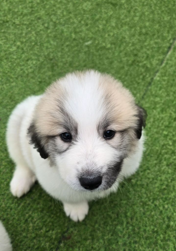 de la Vallée des Chtis Patou - Chiot disponible  - Chien de Montagne des Pyrenees