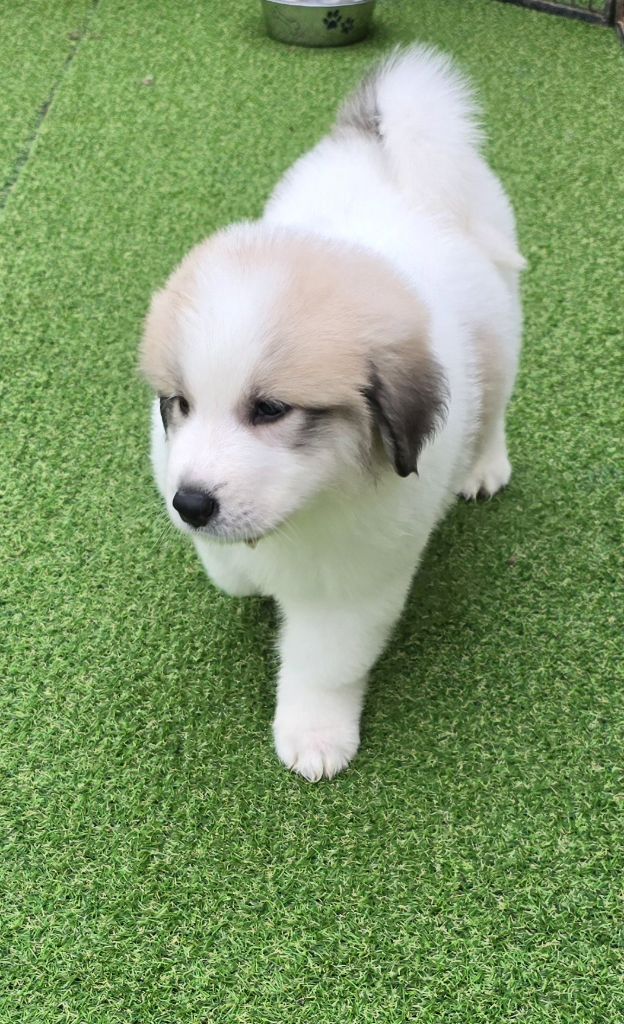 de la Vallée des Chtis Patou - Chiot disponible  - Chien de Montagne des Pyrenees