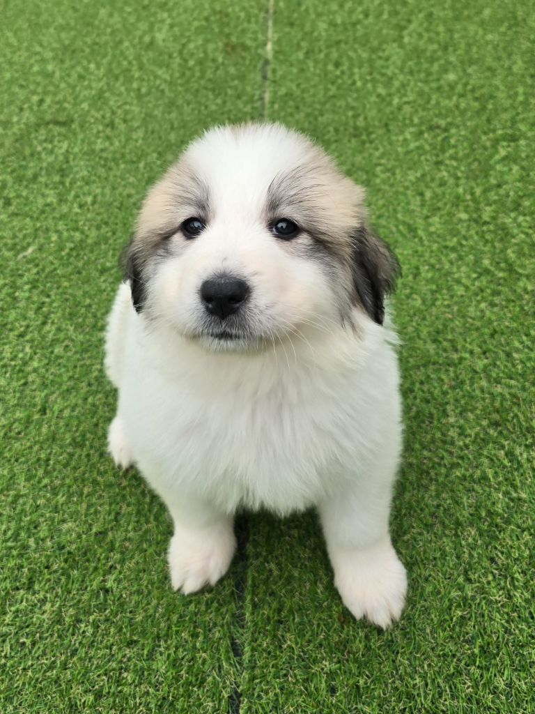 de la Vallée des Chtis Patou - Chiot disponible  - Chien de Montagne des Pyrenees