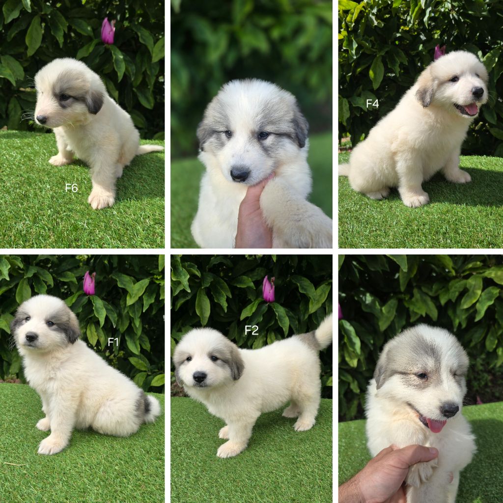 chiot Chien de Montagne des Pyrenees de la Vallée des Chtis Patou