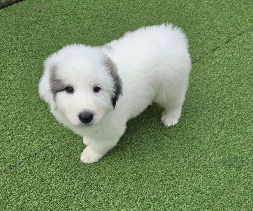 de la Vallée des Chtis Patou - Chiot disponible  - Chien de Montagne des Pyrenees