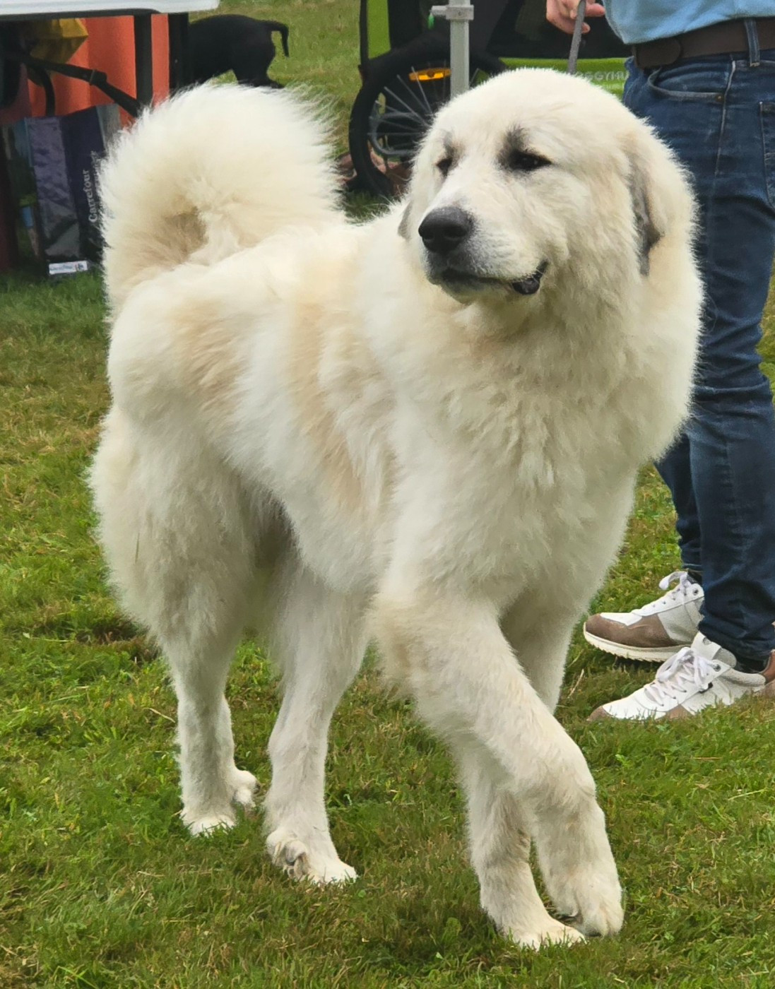 VALKO de la Vallée des Chtis Patou