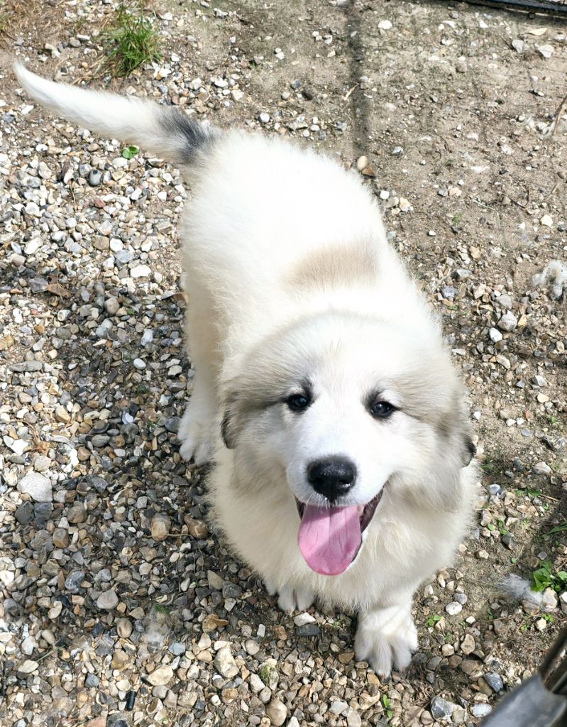 de la Vallée des Chtis Patou - Chiots disponibles - Chien de Montagne des Pyrenees