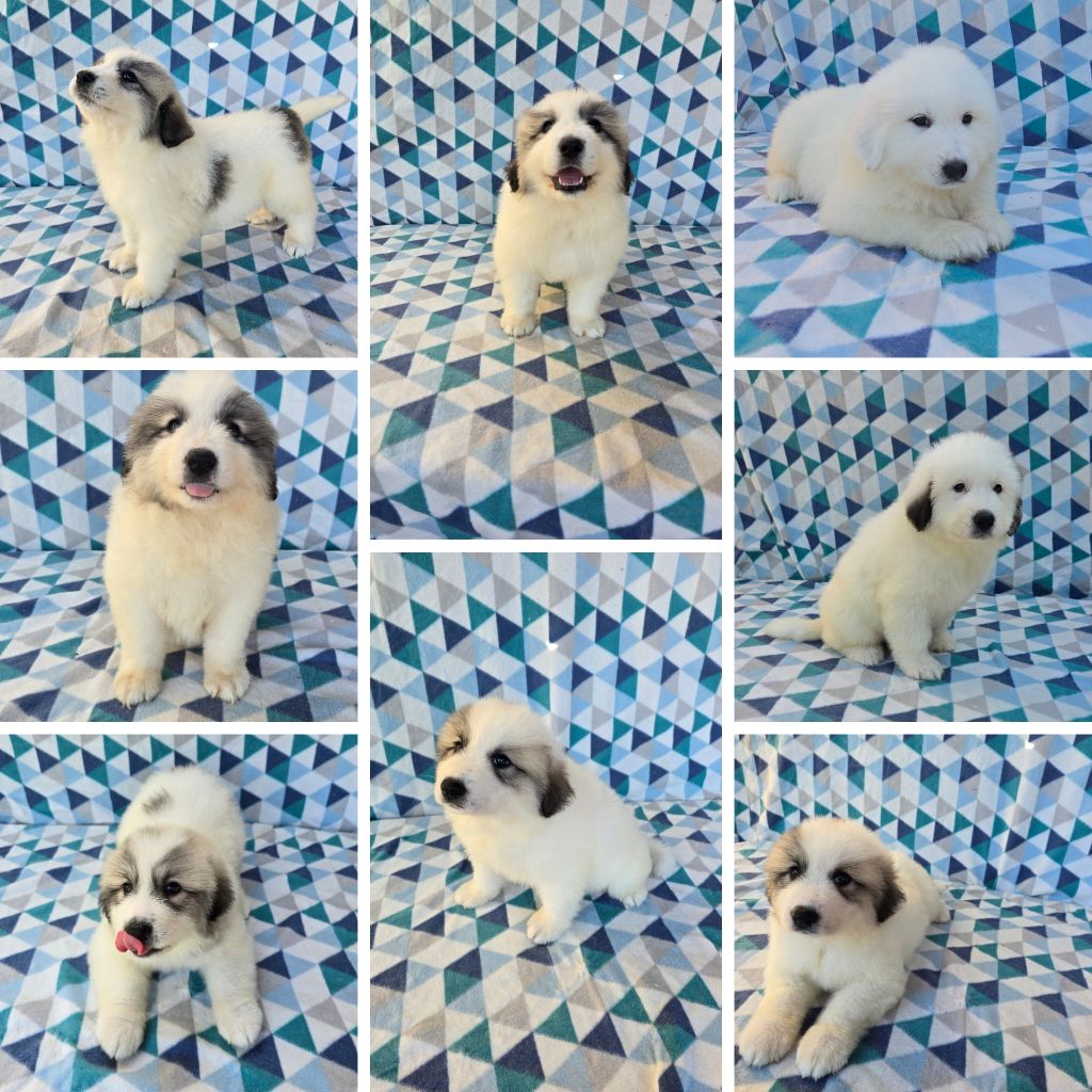 de la Vallée des Chtis Patou - Chiots disponibles - Chien de Montagne des Pyrenees