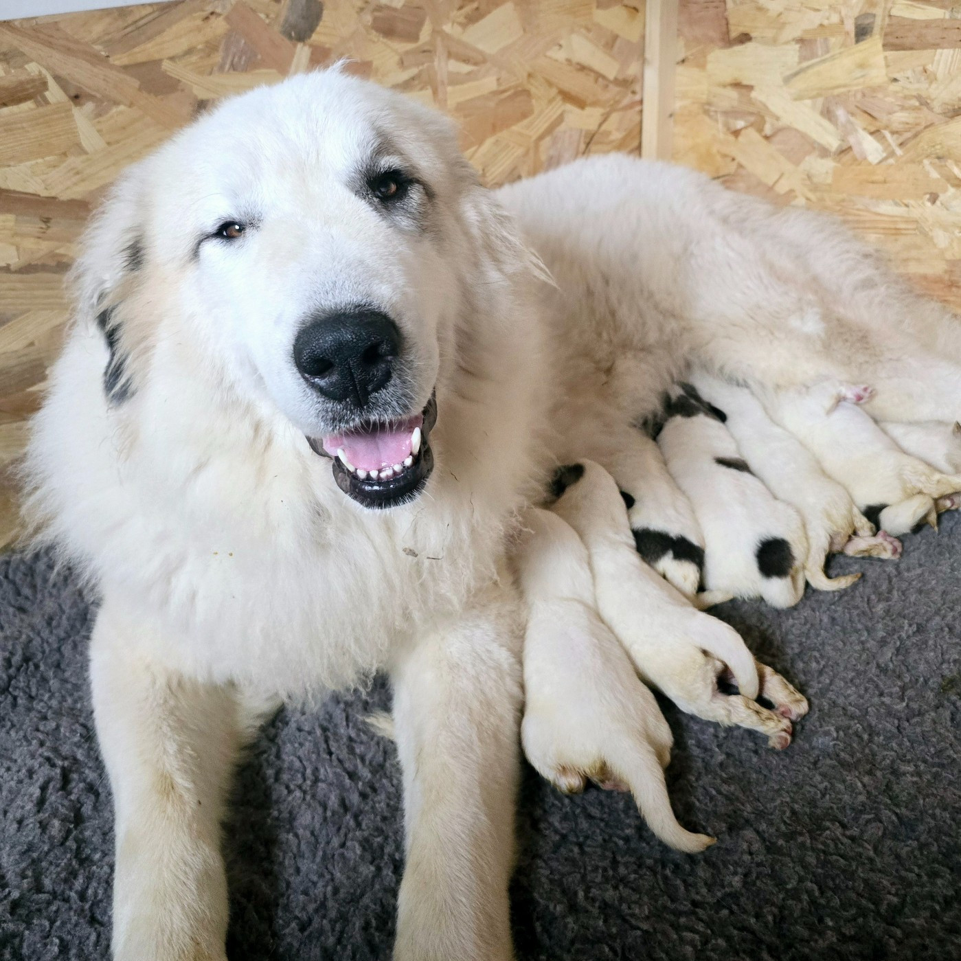 Chiot Chien de Montagne des Pyrenees de la Vallée des Chtis Patou
