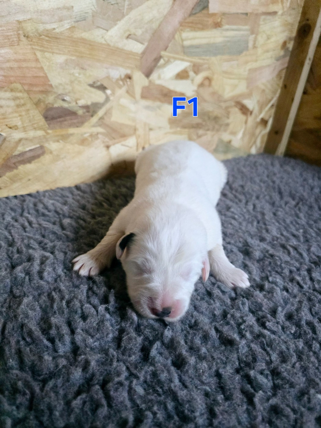 de la Vallée des Chtis Patou - Chiots disponibles - Chien de Montagne des Pyrenees