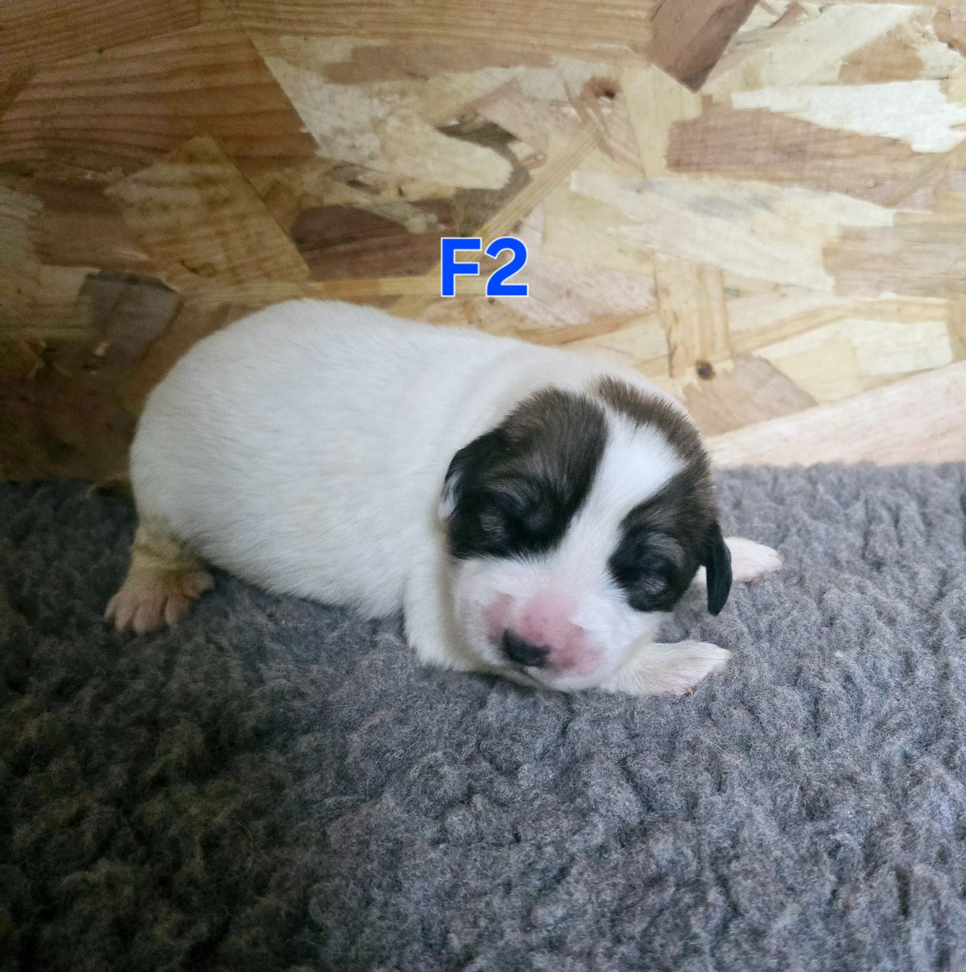 de la Vallée des Chtis Patou - Chiots disponibles - Chien de Montagne des Pyrenees