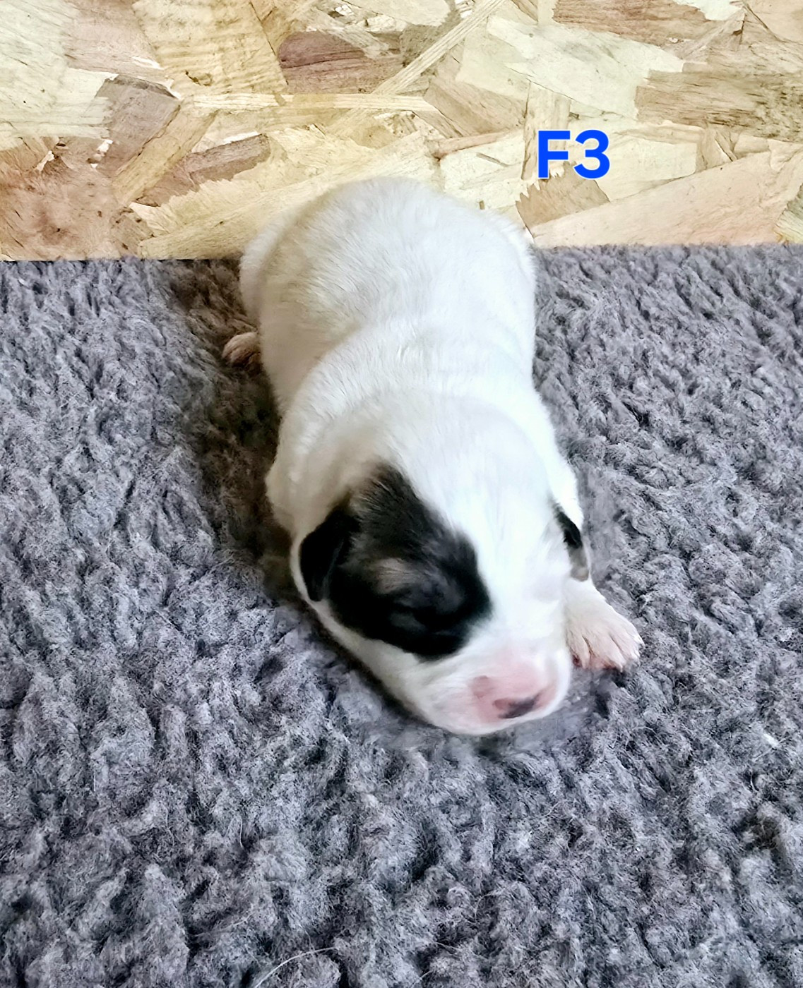 de la Vallée des Chtis Patou - Chiots disponibles - Chien de Montagne des Pyrenees