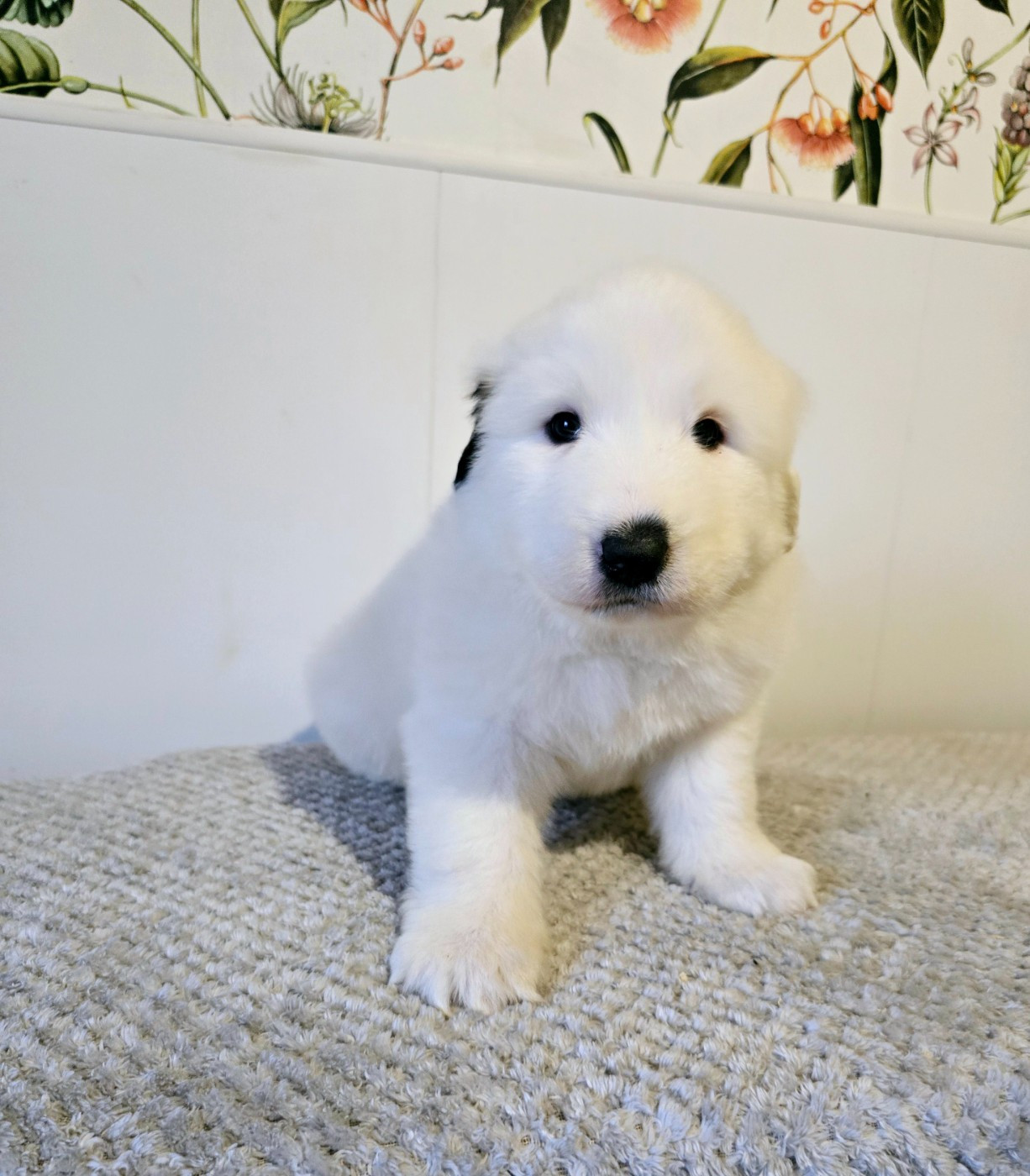 de la Vallée des Chtis Patou - Chiots disponibles - Chien de Montagne des Pyrenees