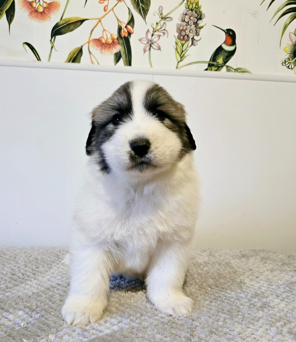 de la Vallée des Chtis Patou - Chiots disponibles - Chien de Montagne des Pyrenees