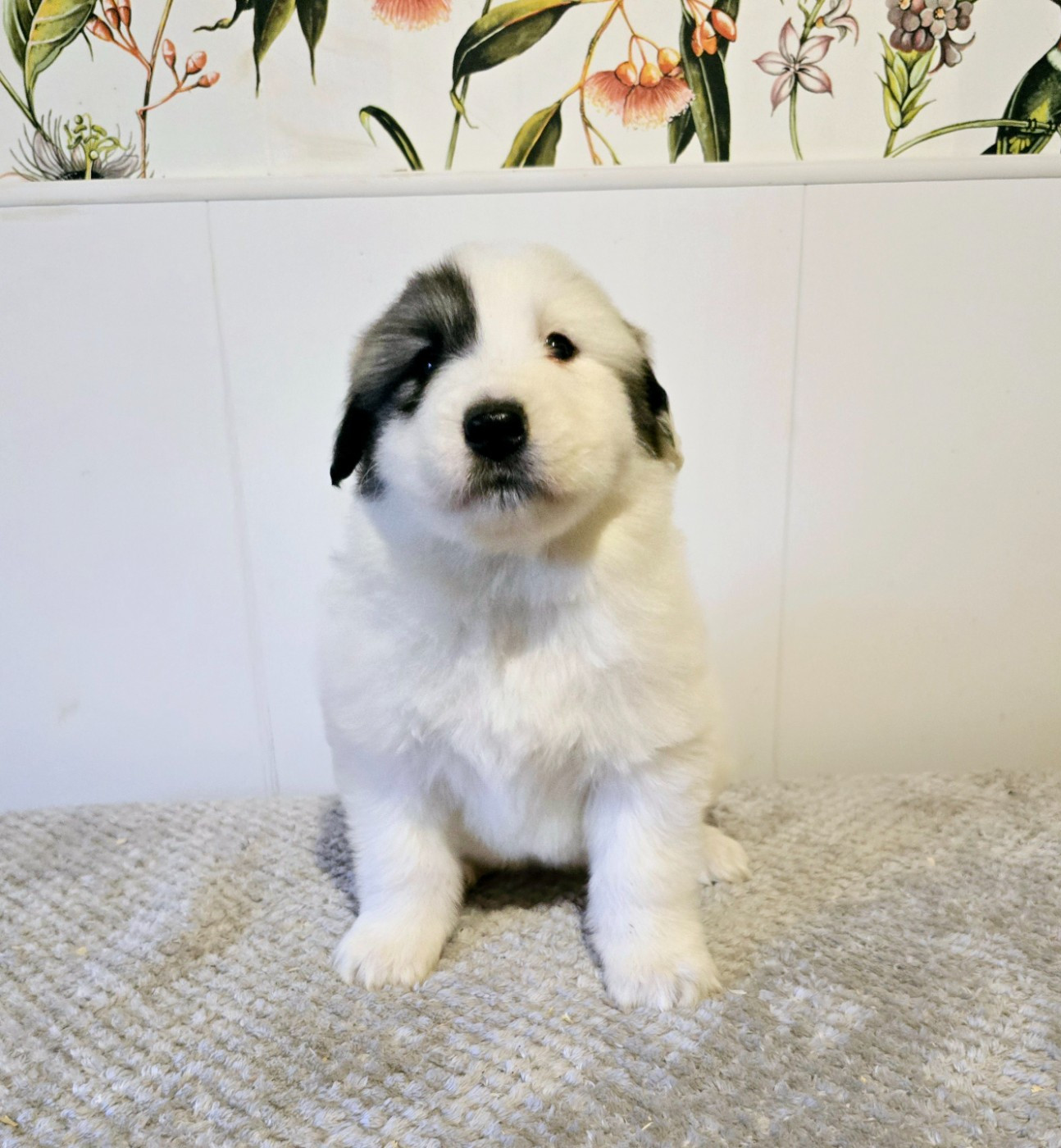 de la Vallée des Chtis Patou - Chiots disponibles - Chien de Montagne des Pyrenees