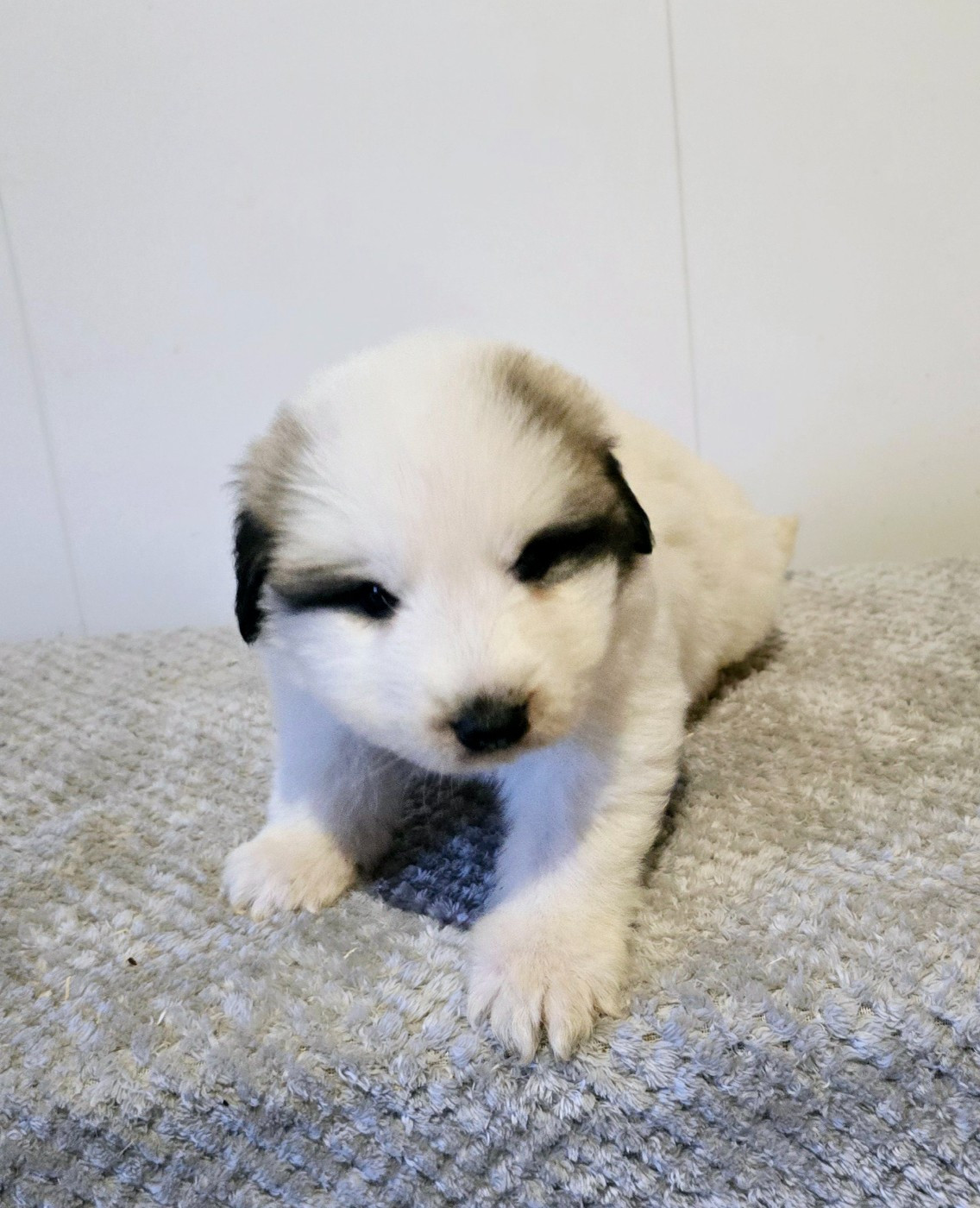 de la Vallée des Chtis Patou - Chiots disponibles - Chien de Montagne des Pyrenees