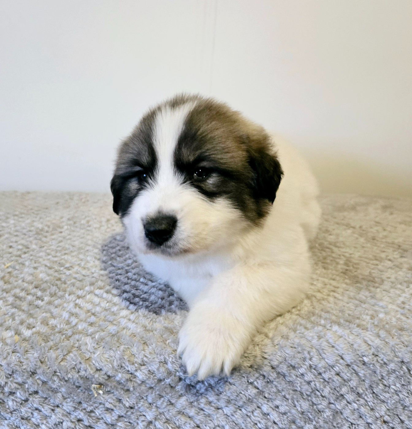 de la Vallée des Chtis Patou - Chiots disponibles - Chien de Montagne des Pyrenees