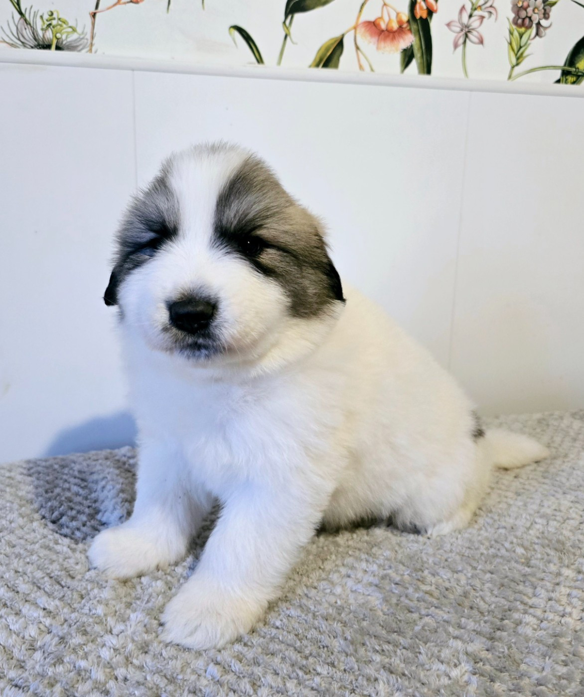 de la Vallée des Chtis Patou - Chiots disponibles - Chien de Montagne des Pyrenees