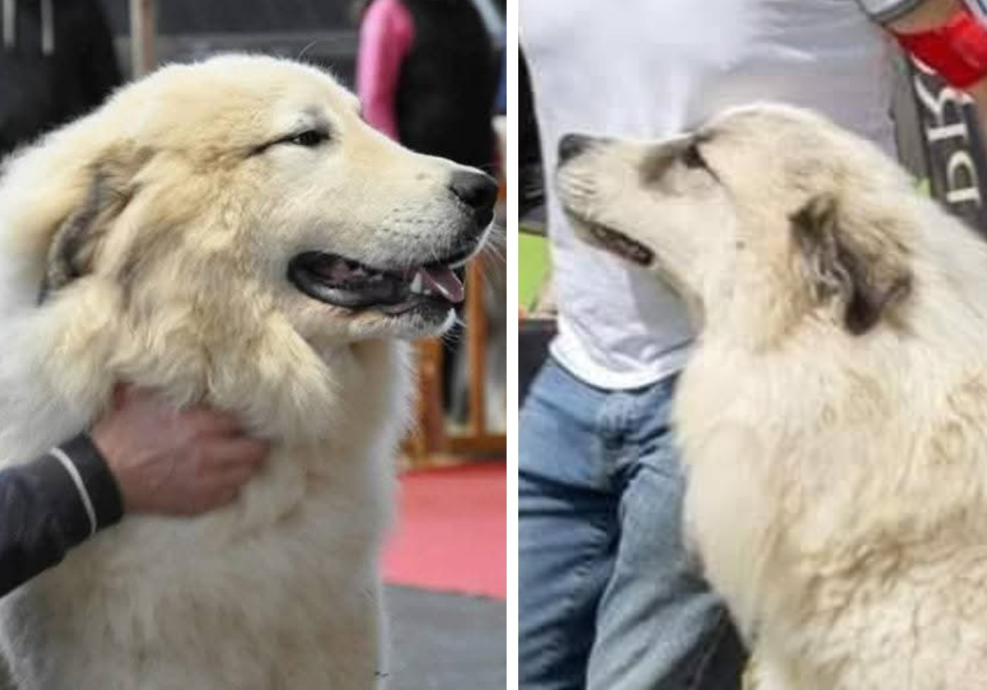 Chiot Chien de Montagne des Pyrenees de la Vallée des Chtis Patou