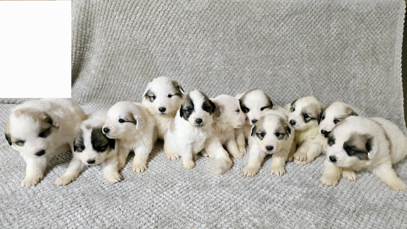 Chiot Chien de Montagne des Pyrenees de la Vallée des Chtis Patou