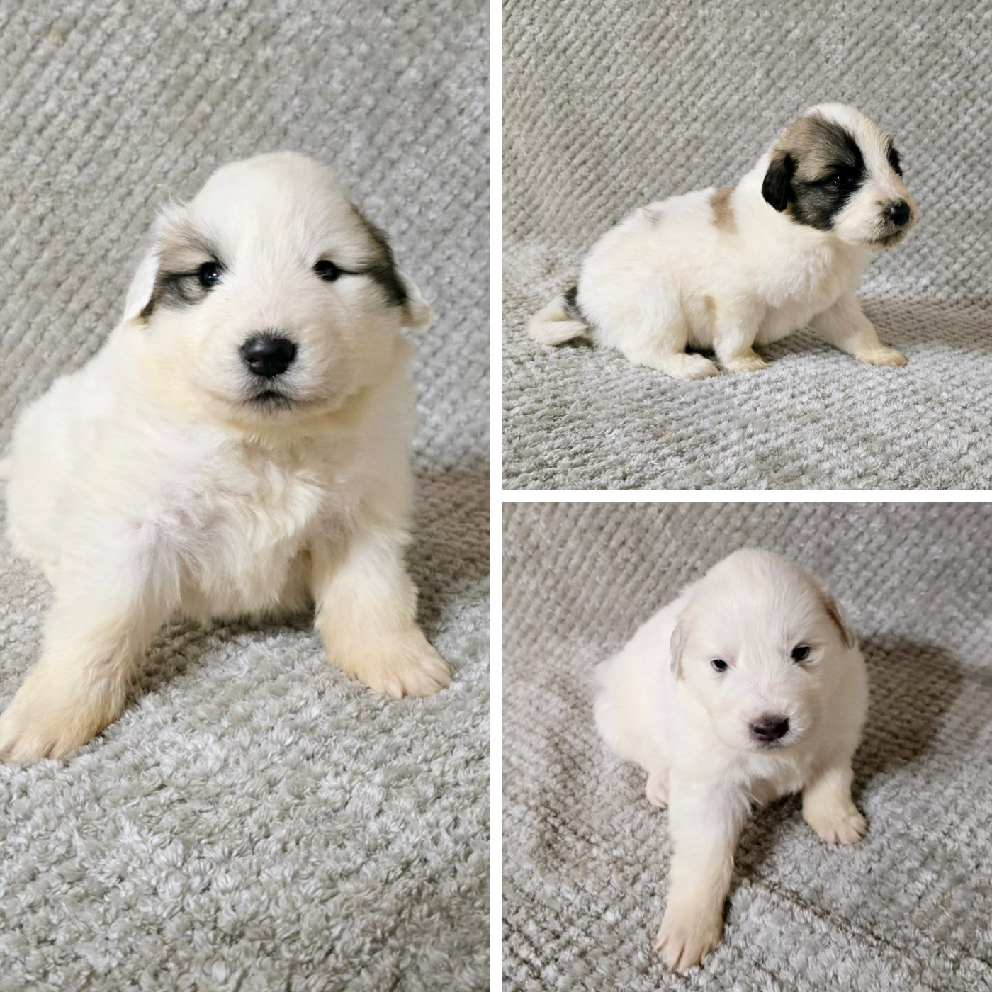 de la Vallée des Chtis Patou - Chiots disponibles - Chien de Montagne des Pyrenees