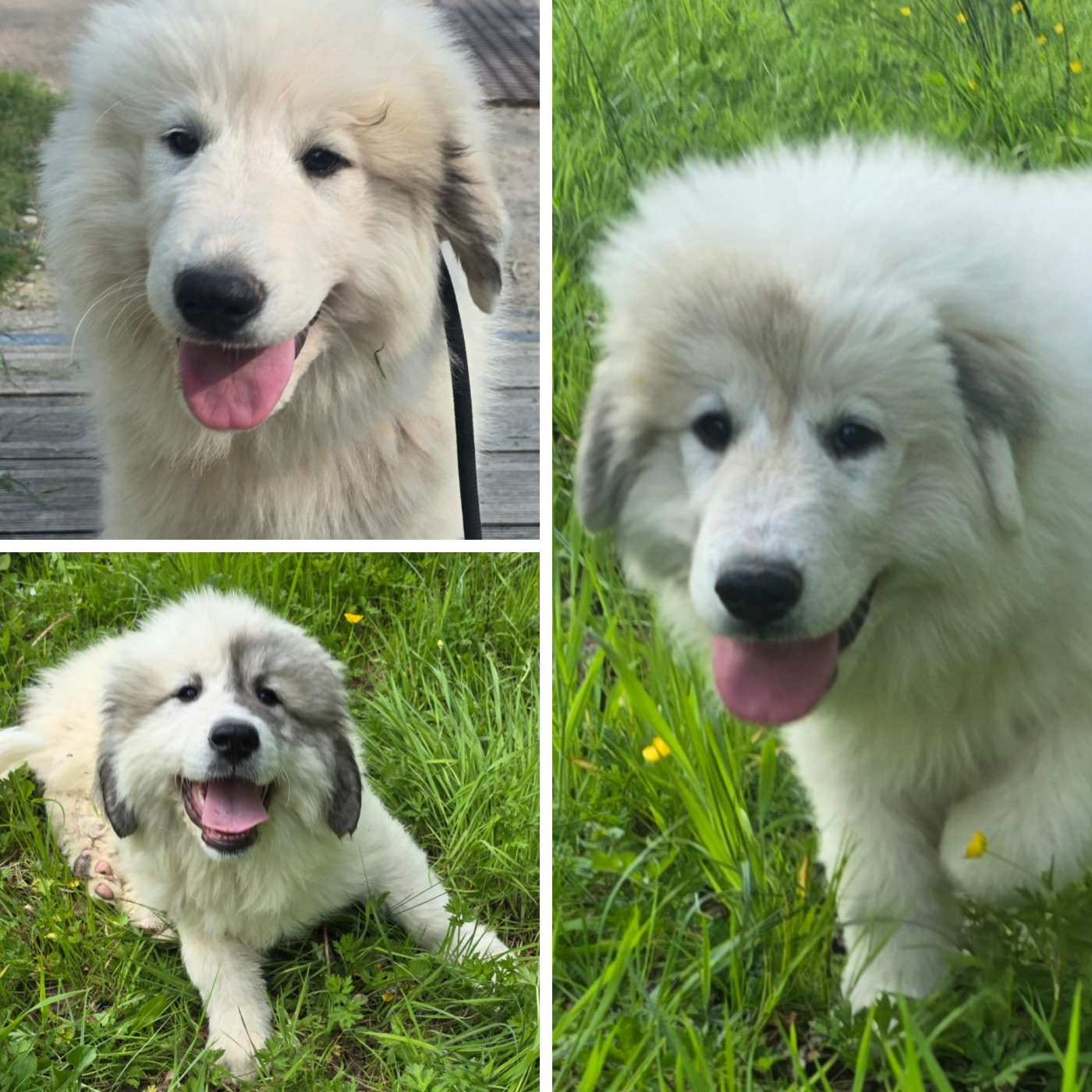 Chiot Chien de Montagne des Pyrenees de la Vallée des Chtis Patou