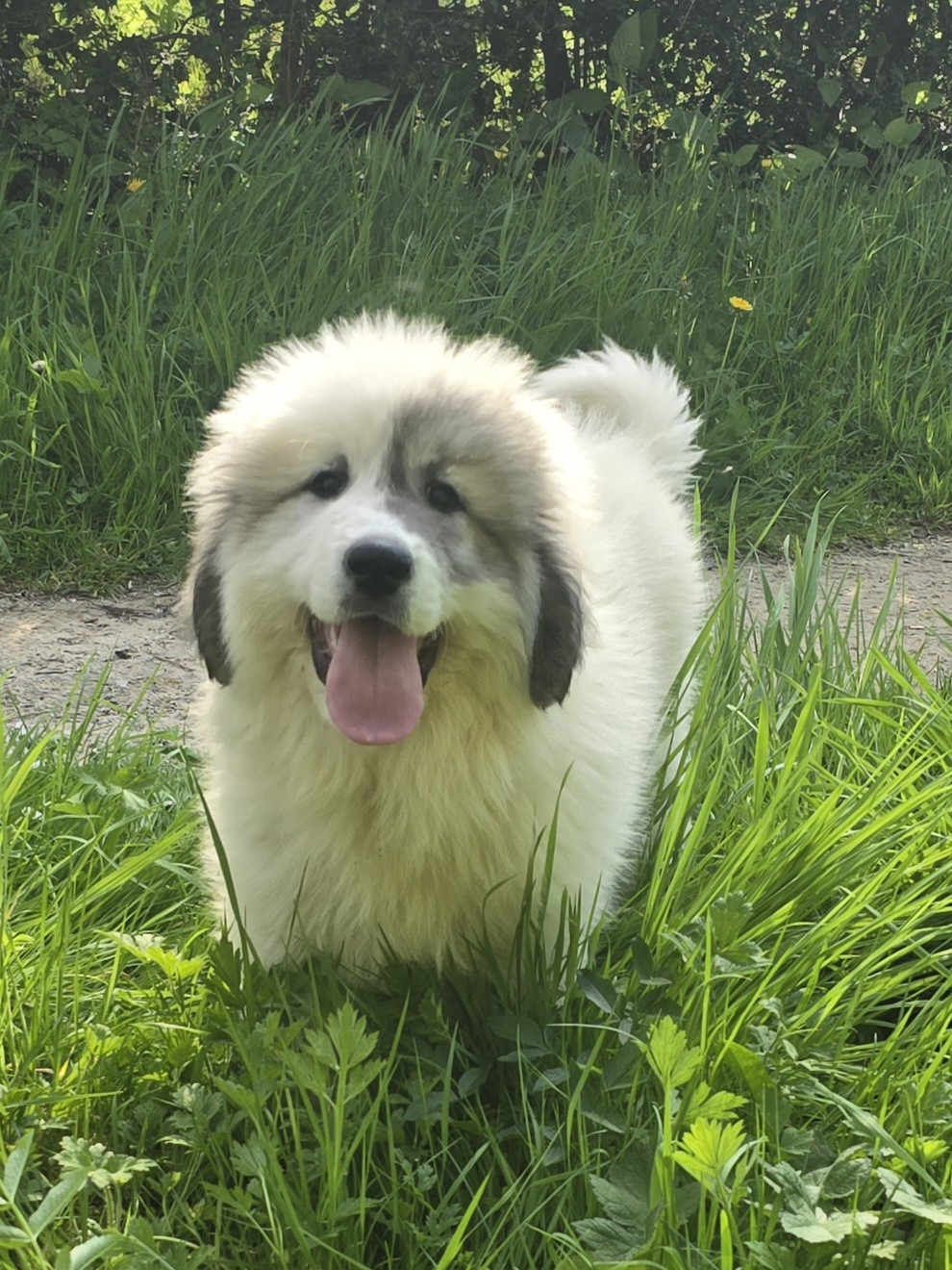 de la Vallée des Chtis Patou - Chiots disponibles - Chien de Montagne des Pyrenees