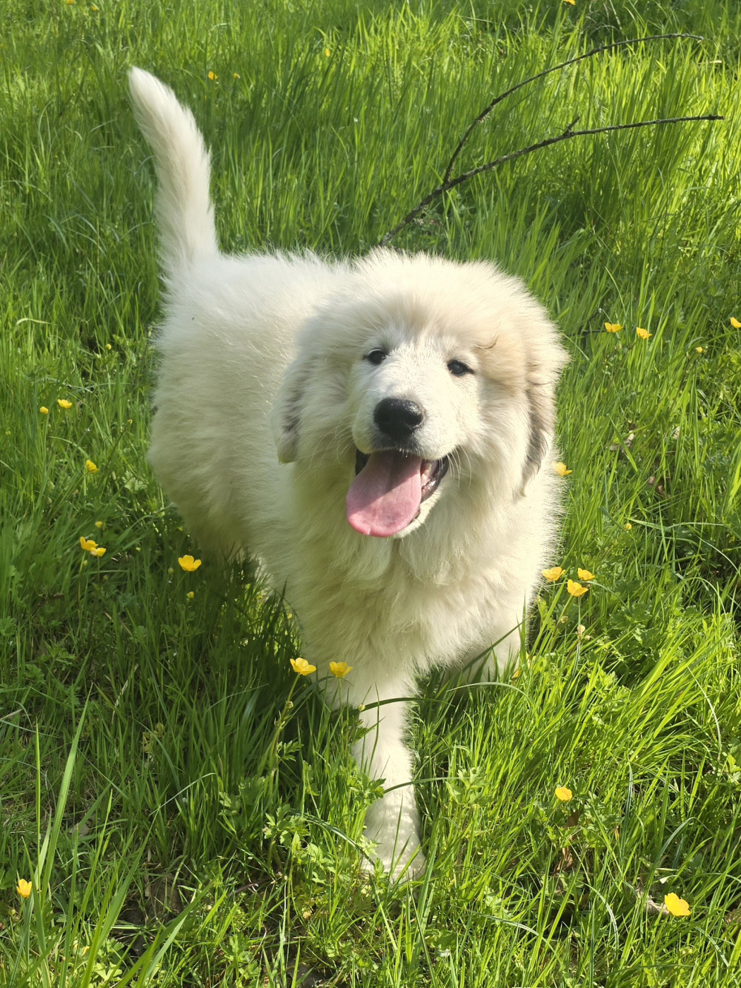de la Vallée des Chtis Patou - Chiots disponibles - Chien de Montagne des Pyrenees