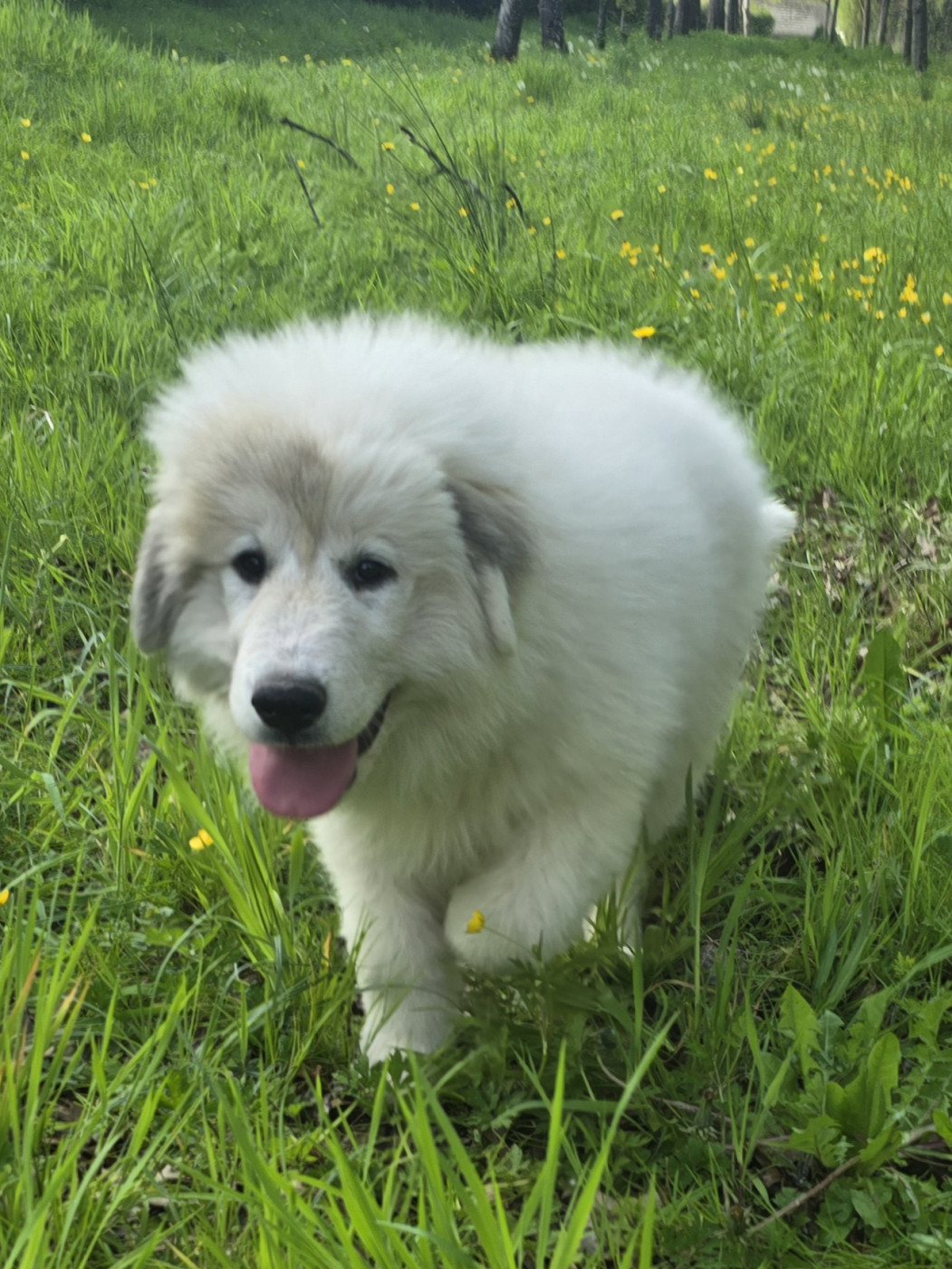 de la Vallée des Chtis Patou - Chiots disponibles - Chien de Montagne des Pyrenees
