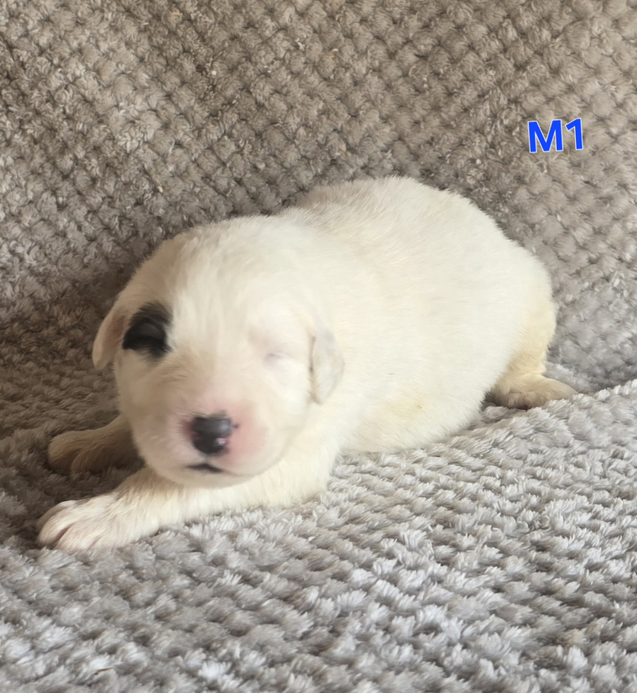 de la Vallée des Chtis Patou - Chiots disponibles - Chien de Montagne des Pyrenees