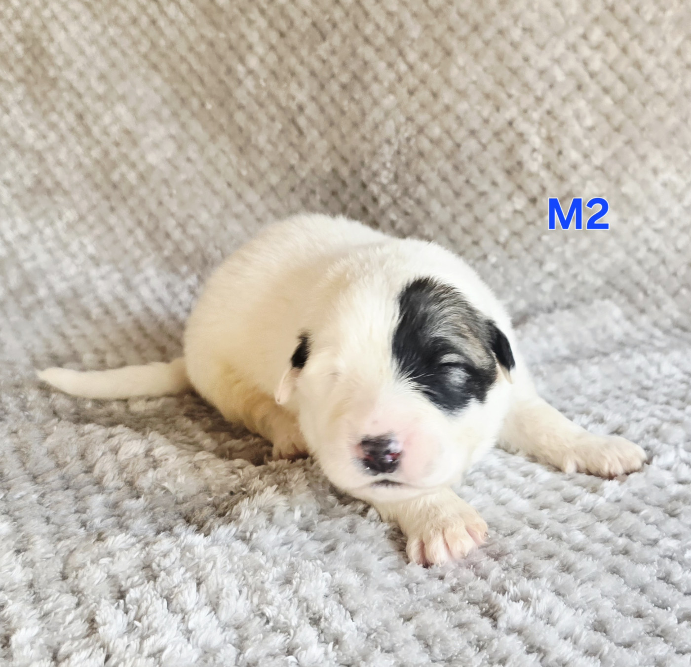 de la Vallée des Chtis Patou - Chiots disponibles - Chien de Montagne des Pyrenees
