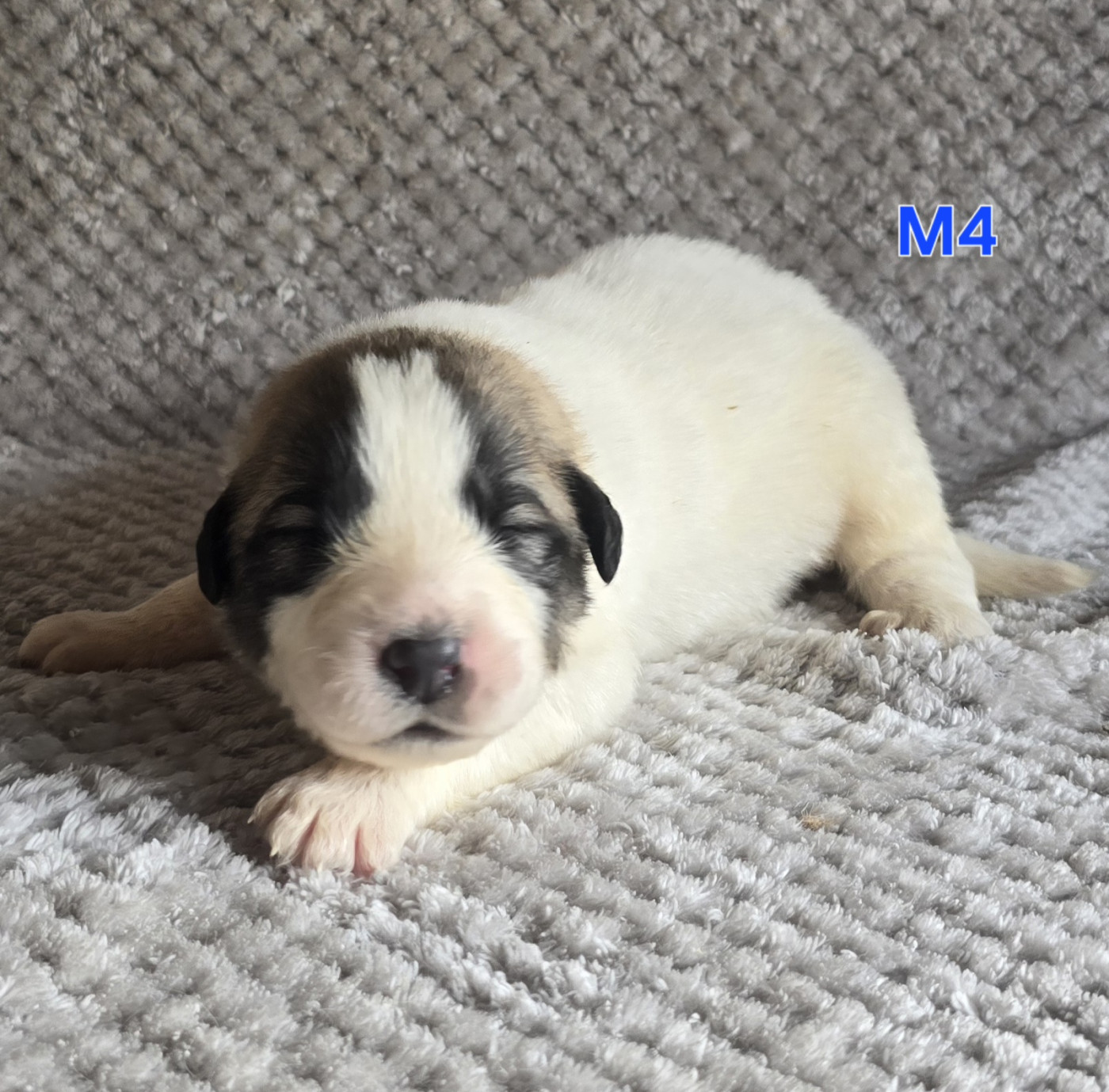 de la Vallée des Chtis Patou - Chiots disponibles - Chien de Montagne des Pyrenees