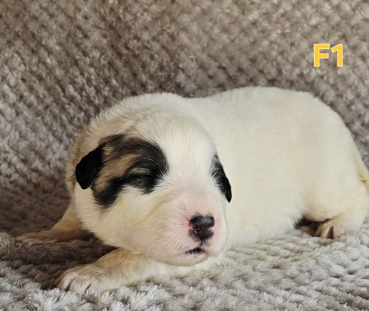 de la Vallée des Chtis Patou - Chiots disponibles - Chien de Montagne des Pyrenees