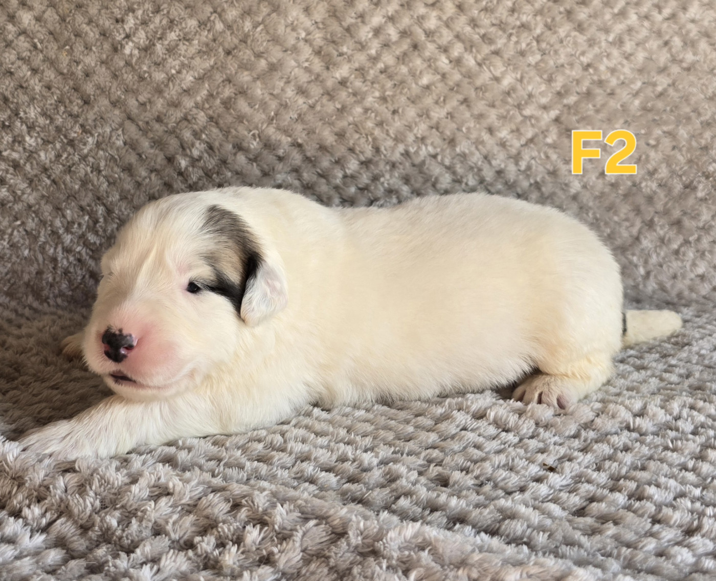 de la Vallée des Chtis Patou - Chiots disponibles - Chien de Montagne des Pyrenees