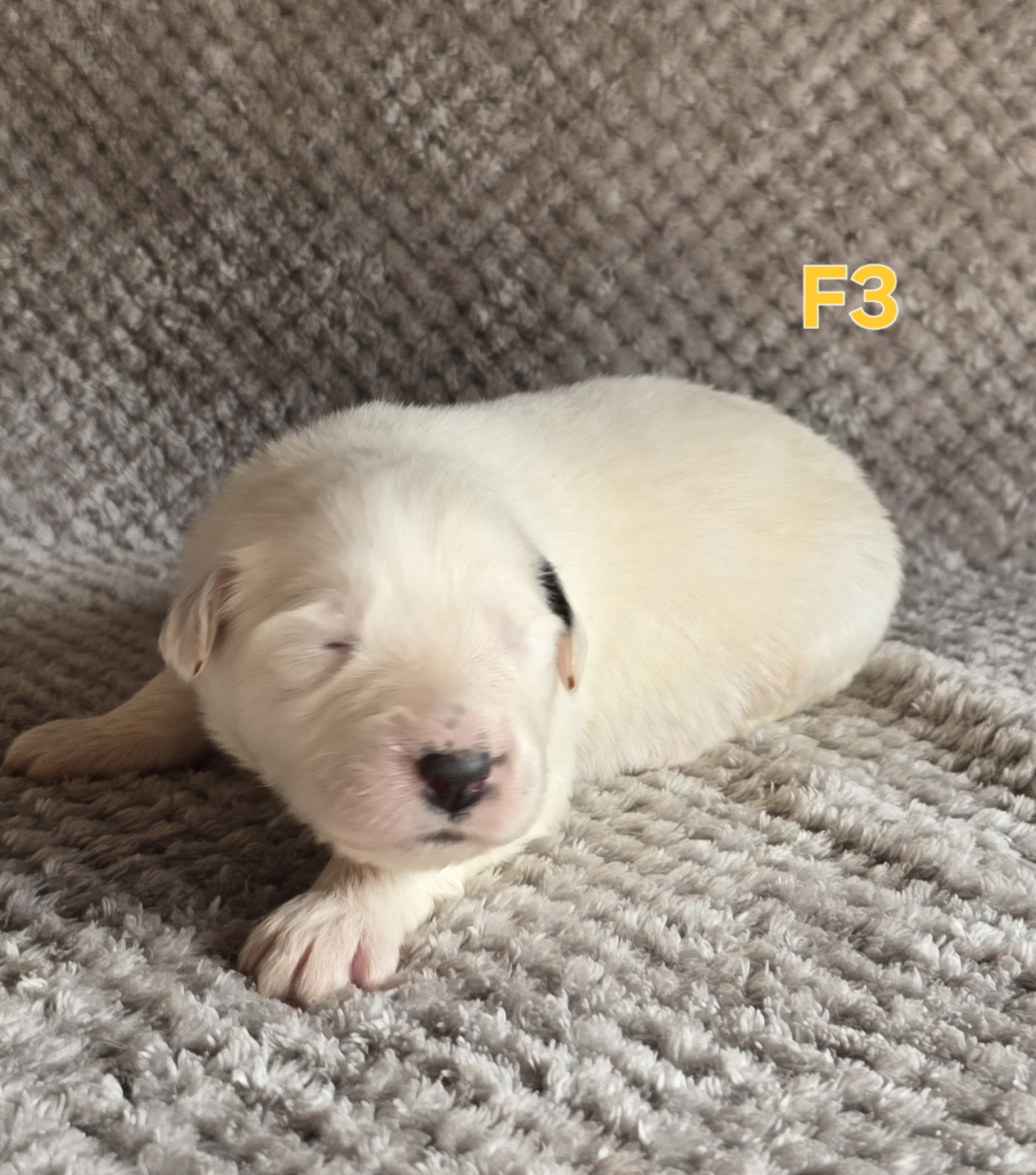 de la Vallée des Chtis Patou - Chiots disponibles - Chien de Montagne des Pyrenees