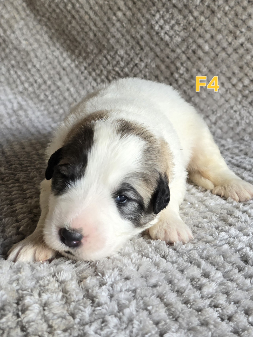 de la Vallée des Chtis Patou - Chiots disponibles - Chien de Montagne des Pyrenees
