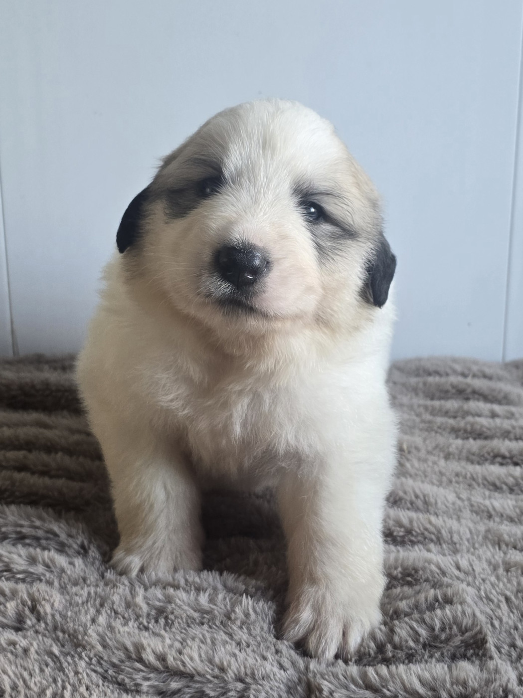de la Vallée des Chtis Patou - Chiots disponibles - Chien de Montagne des Pyrenees