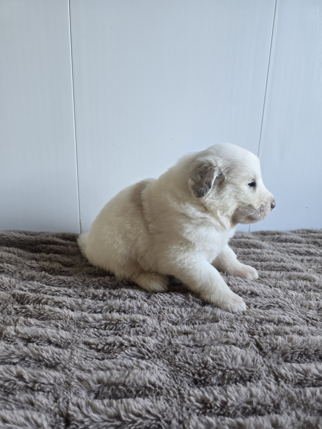 de la Vallée des Chtis Patou - Chiots disponibles - Chien de Montagne des Pyrenees