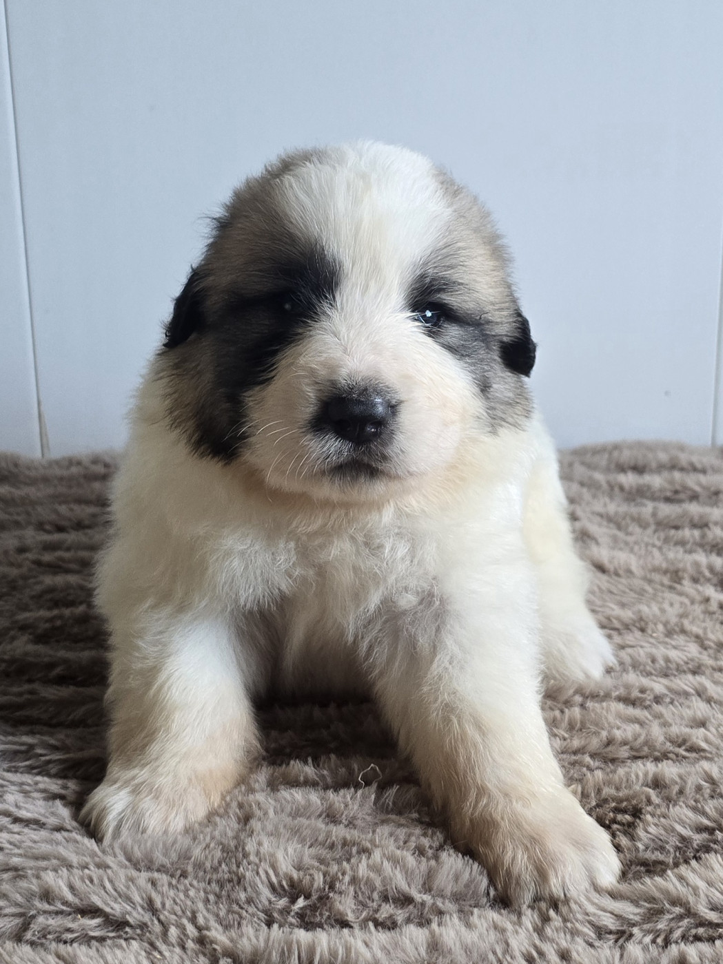 de la Vallée des Chtis Patou - Chiots disponibles - Chien de Montagne des Pyrenees