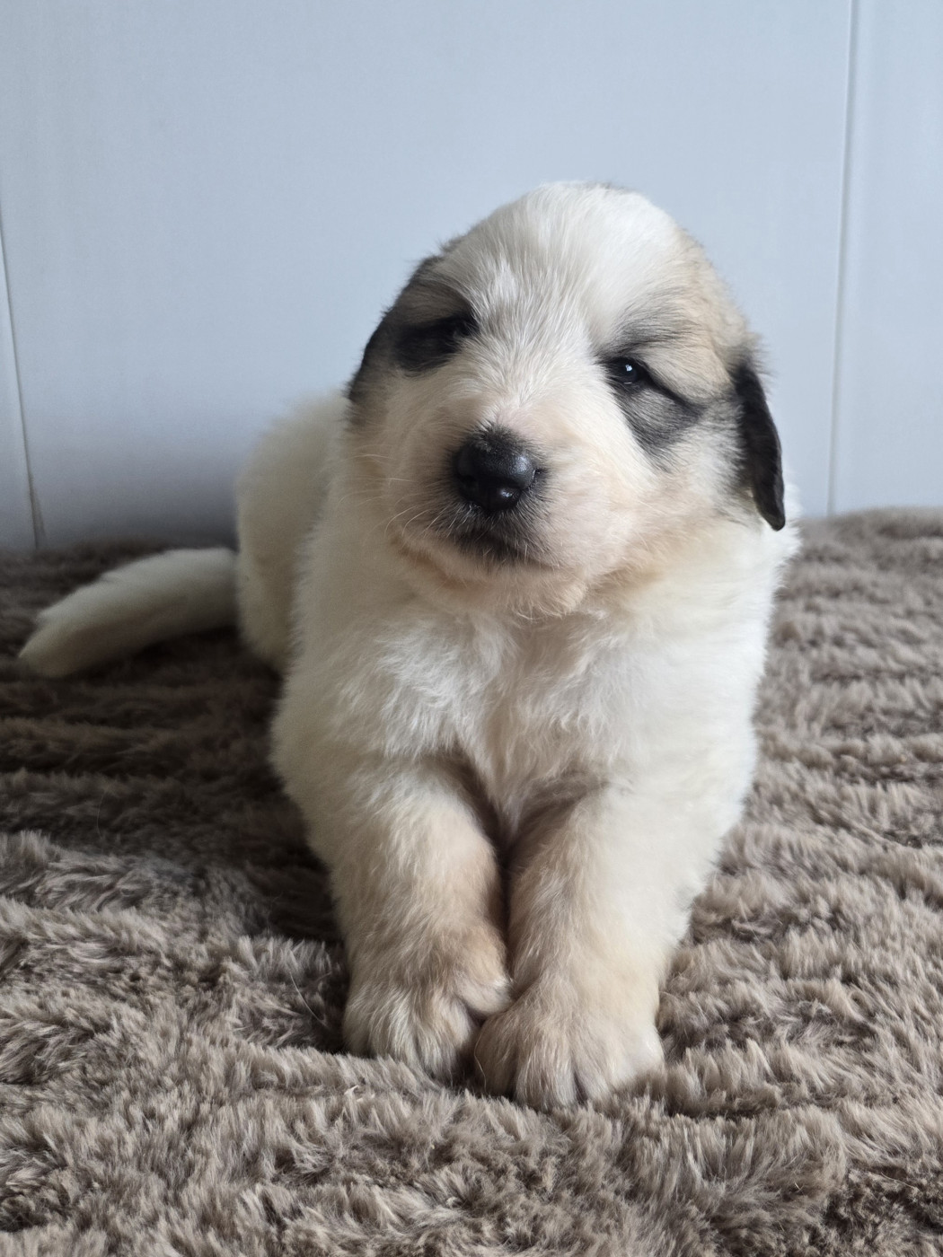 de la Vallée des Chtis Patou - Chiots disponibles - Chien de Montagne des Pyrenees