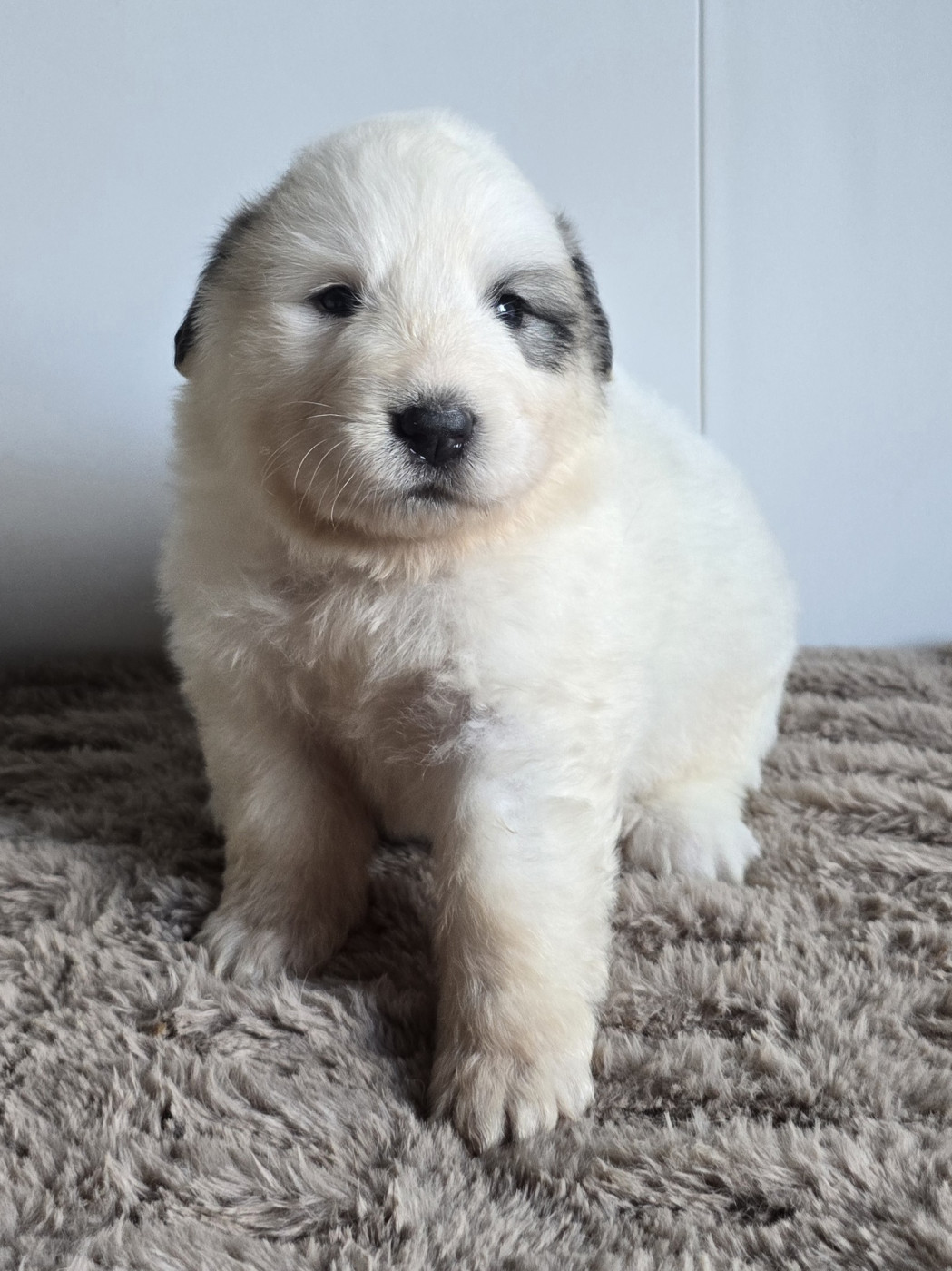 de la Vallée des Chtis Patou - Chiots disponibles - Chien de Montagne des Pyrenees
