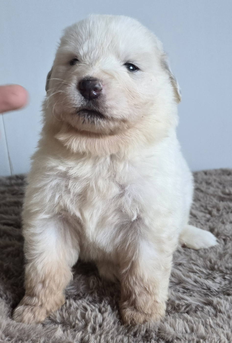 de la Vallée des Chtis Patou - Chiots disponibles - Chien de Montagne des Pyrenees