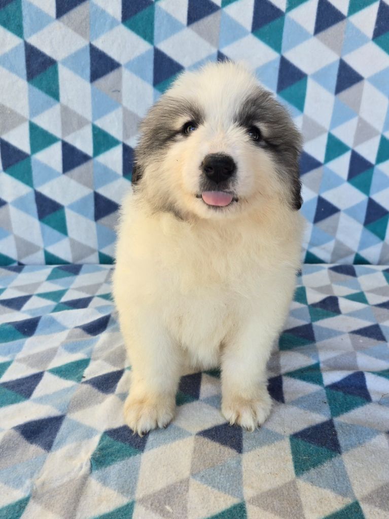 de la Vallée des Chtis Patou - Chiots disponibles - Chien de Montagne des Pyrenees