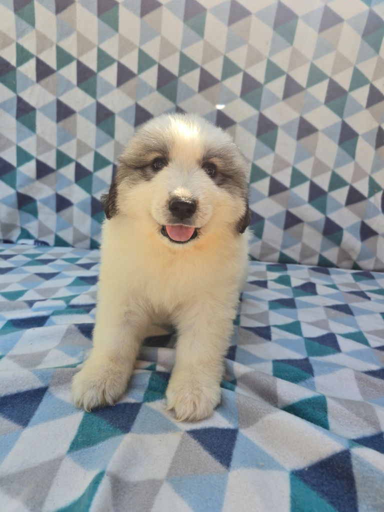 de la Vallée des Chtis Patou - Chiots disponibles - Chien de Montagne des Pyrenees