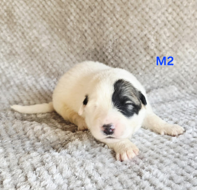 Chiot N°2