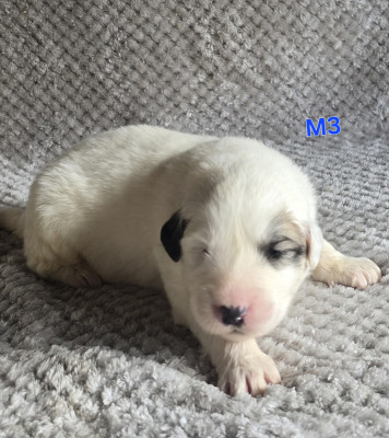 Chiot N°3