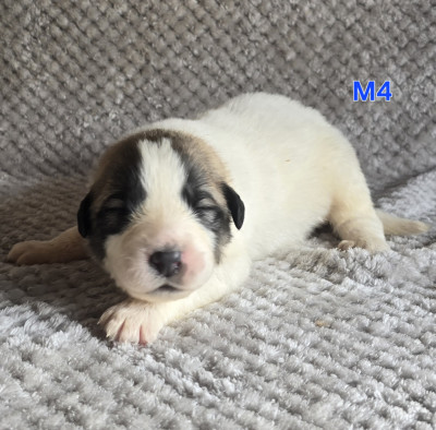 Chiot N°4