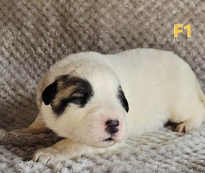 Chiot N°5
