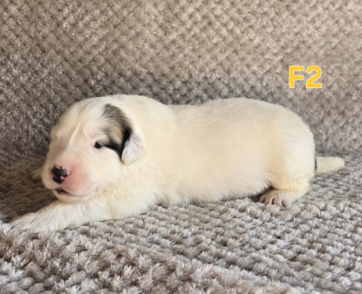 Chiot N°6