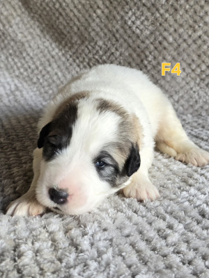 Chiot N°8