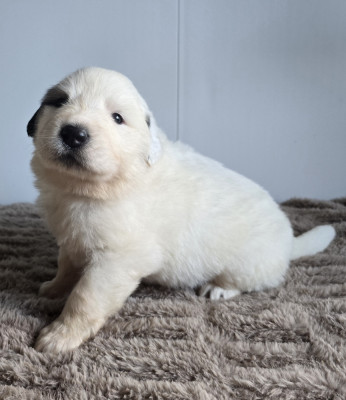 Chiot N°7