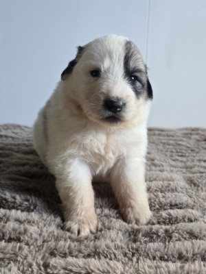 Chiot N°8
